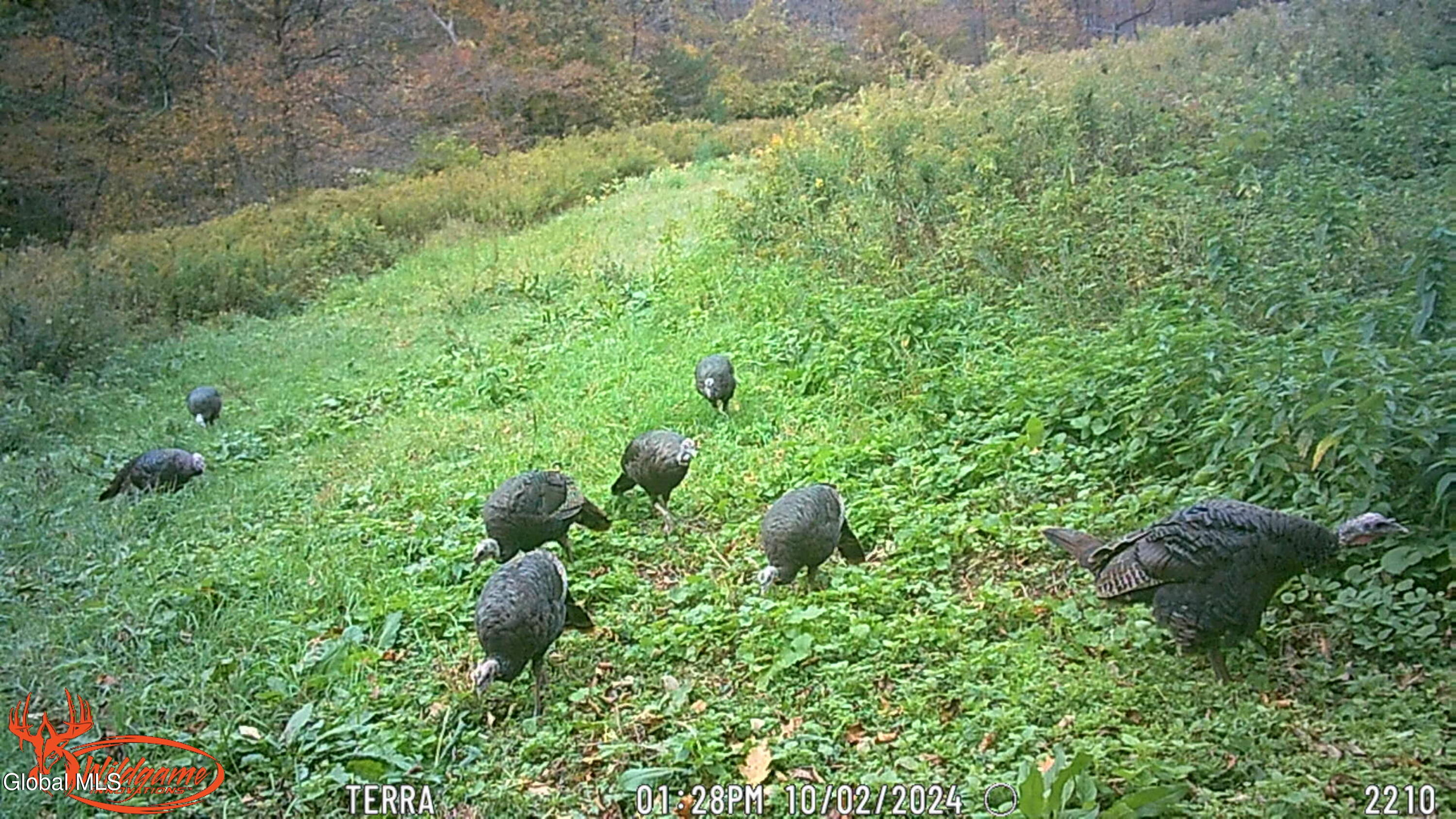 915 Mill Valley Road Middleburgh, NY 12122 - Photo 13 of 17 turkey new