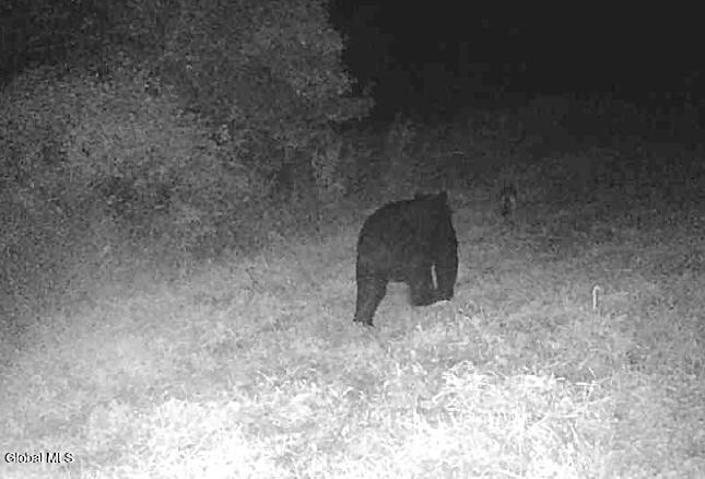 915 Mill Valley Road Middleburgh, NY 12122 - Photo 16 of 17 bear