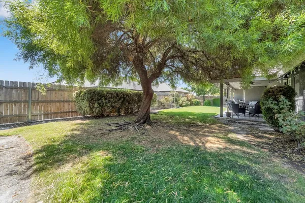a view of a yard with a large tree