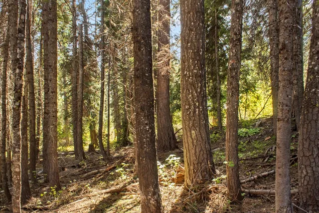 $150,000 | 80 Arling Trail, Unit 5A14, Cascade, ID 83611