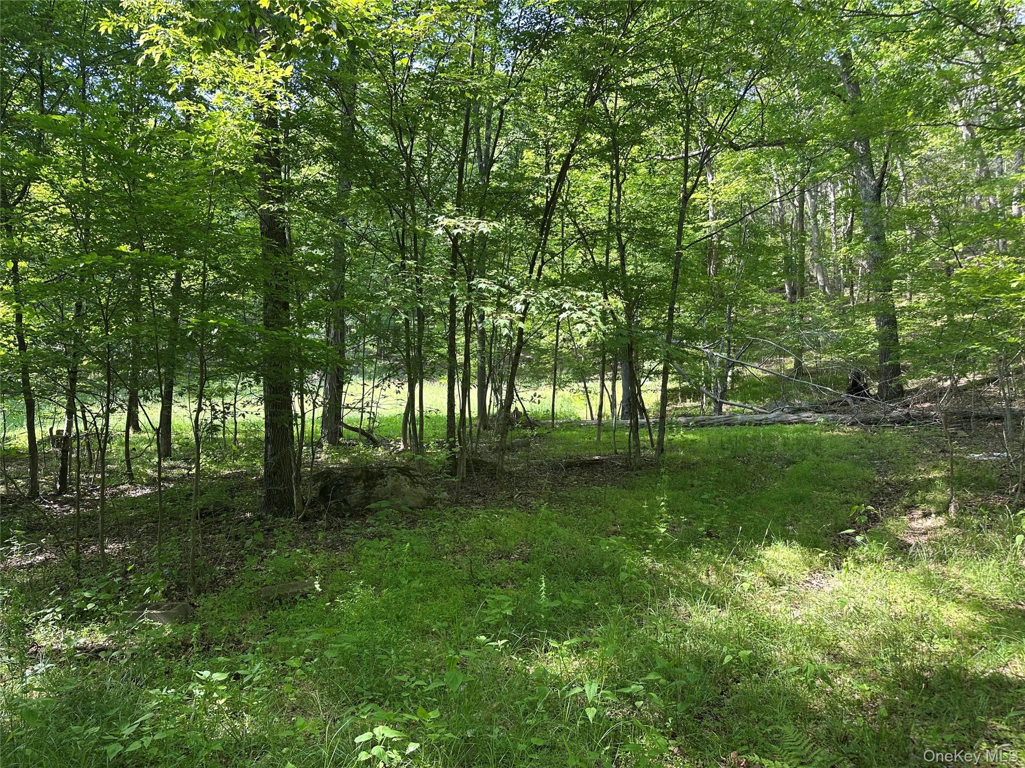 804 Hearts Content Road Cairo, NY 12473 - Photo 29 of 34 a view of lush green forest