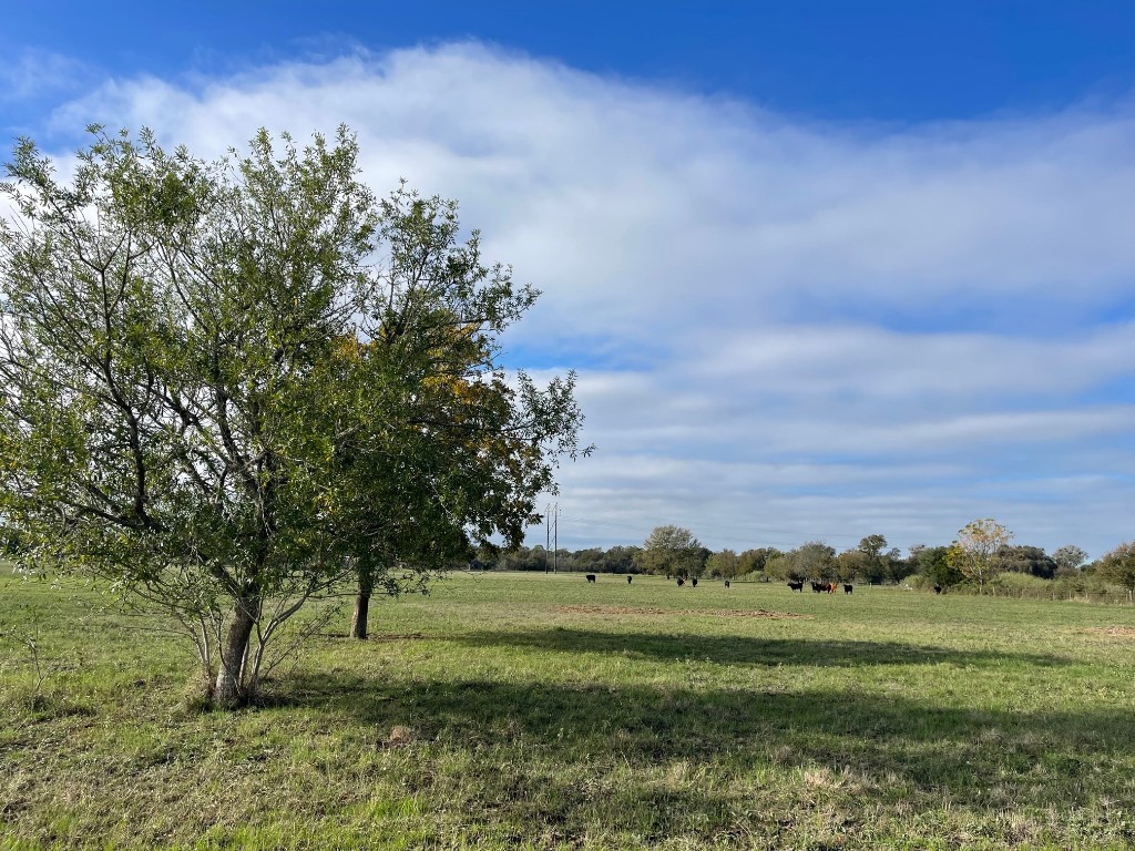741 Muzny Lane West Point, TX 78963 - Photo 8 of 11 a view of a grassy field with trees