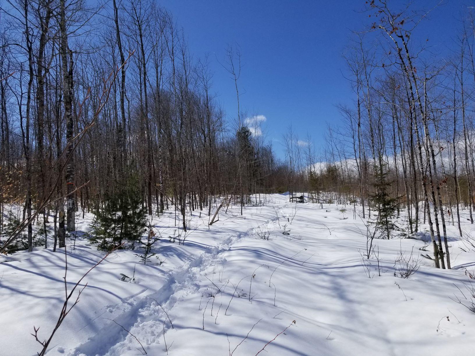 0 Rangeley Road Avon, ME 04966 - Photo 48 of 62 Skid trail edge of cut & uncut
