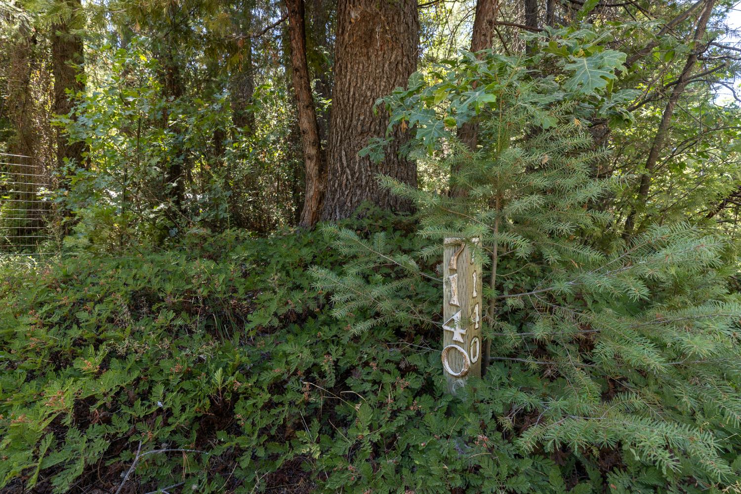 7140 Darling Cabin Road Garden Valley, CA 95633 - Photo 11 of 34 a close up of a tree in a forest