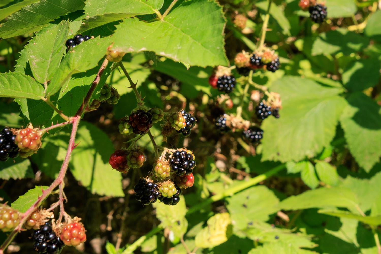 7140 Darling Cabin Road Garden Valley, CA 95633 - Photo 8 of 34 a view of flowers