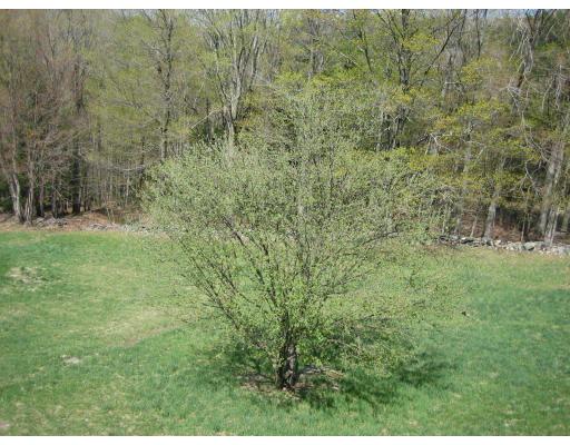 172 New State Road Montgomery, MA 01085 - Photo 6 of 21