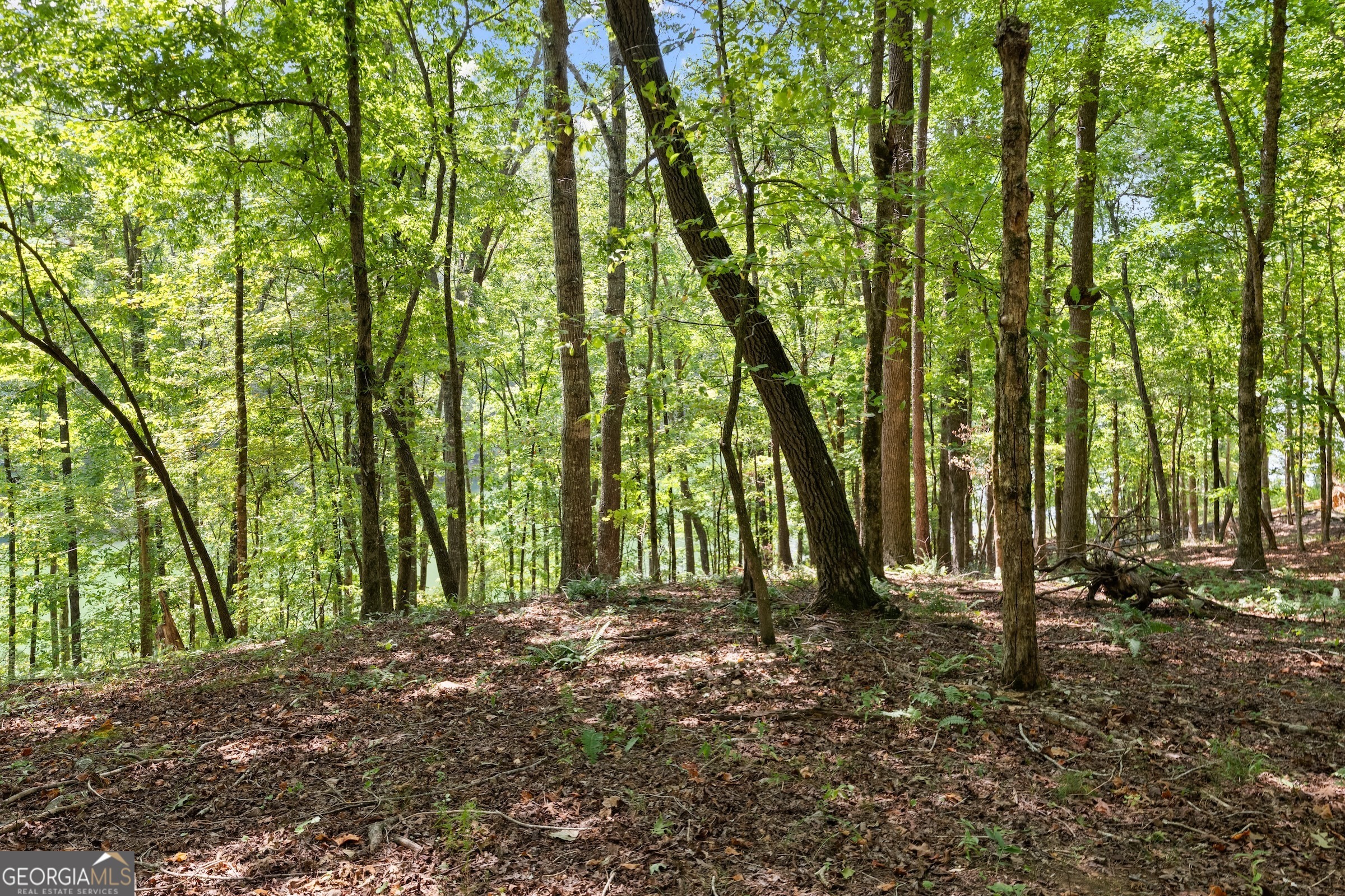 0 Springwinds Drive Cleveland, GA 30528 - Photo 6 of 41