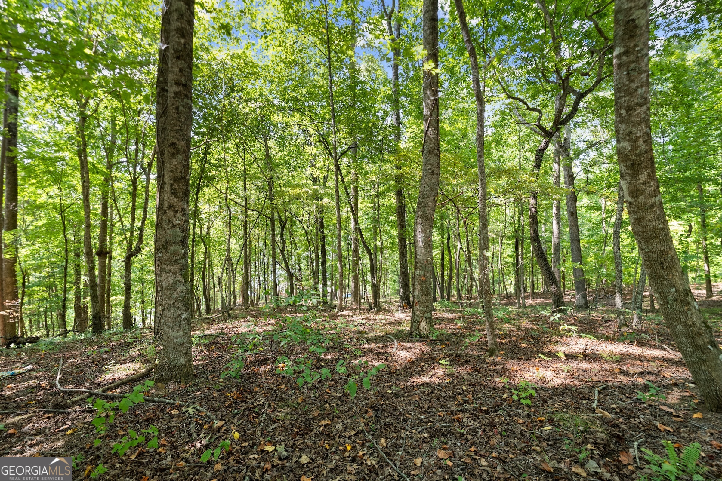 0 Springwinds Drive Cleveland, GA 30528 - Photo 9 of 41