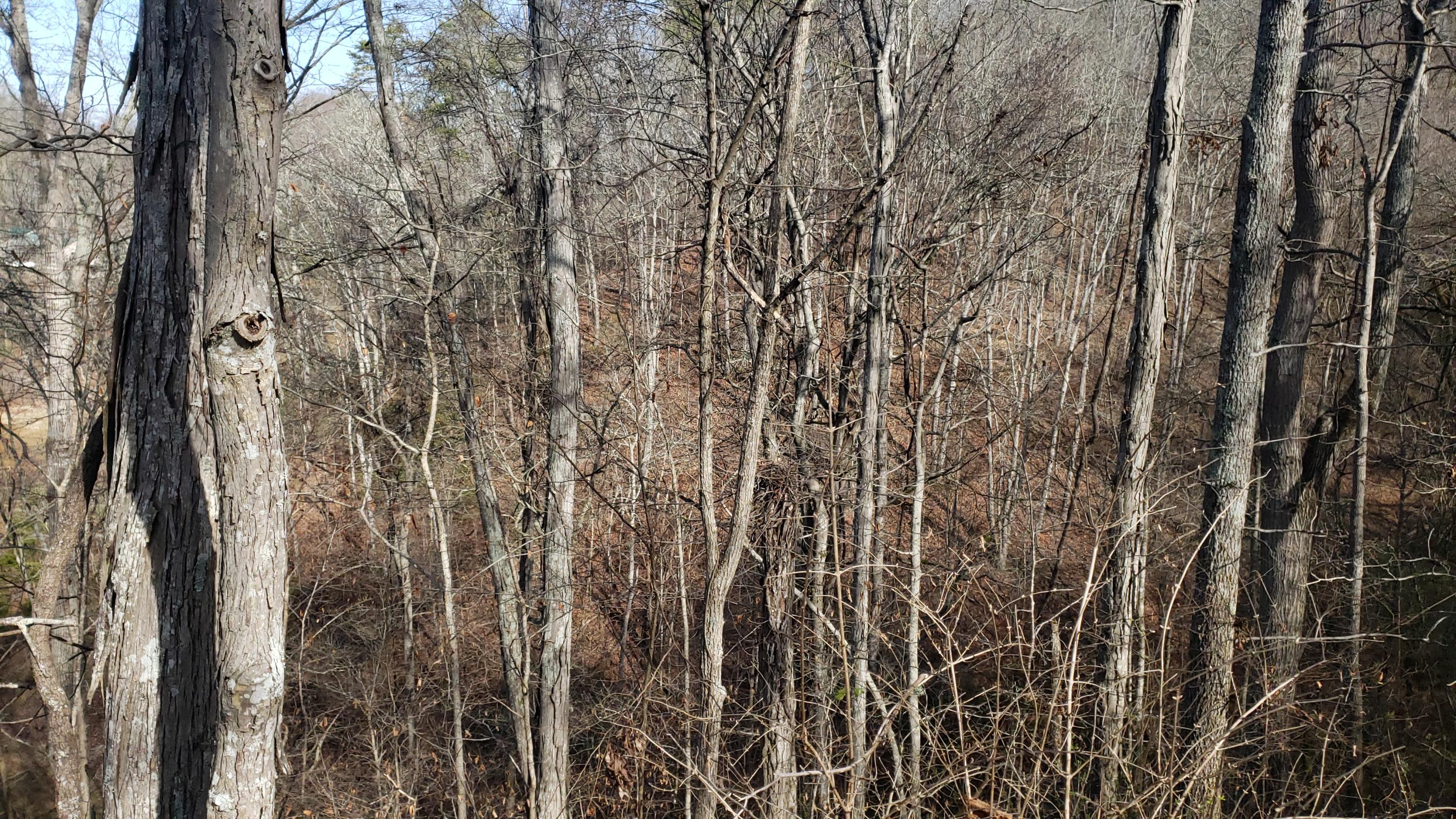Pintaure Way Newport, TN 37821 - Photo 7 of 16 20200116_121449