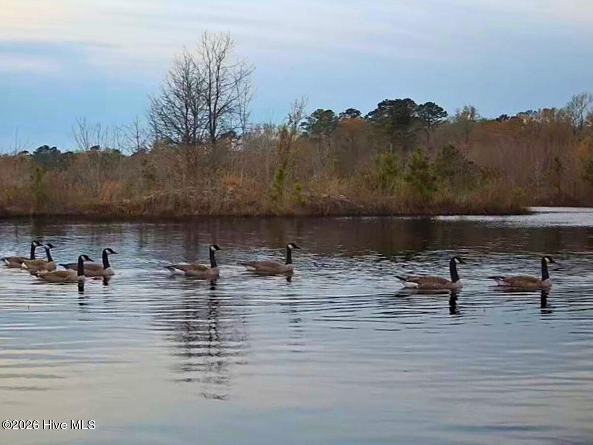 0 Durwood Evans Road Beulaville, NC 28518 - Photo 57 of 68 57. Geese on trail cam