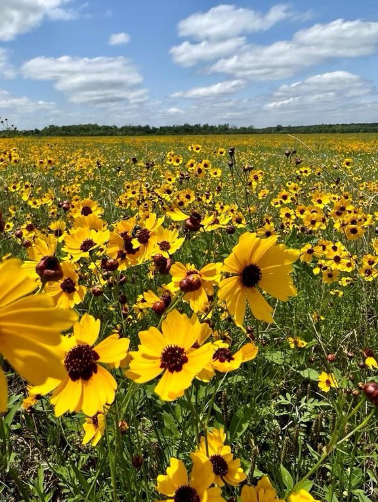 0 County Road 48 Angleton, TX 77515 - Photo 7 of 8 a view of outdoor space and city view