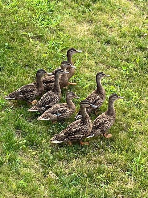 26 Walnut Street, Unit C2 Old Orchard Beach, ME 04064 - Photo 51 of 51 IMG_8090