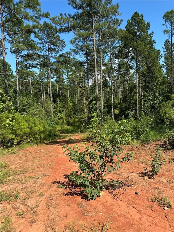 2470 Fears Road Madison, GA 30650 - Photo 8 of 48 a view of a garden with plants