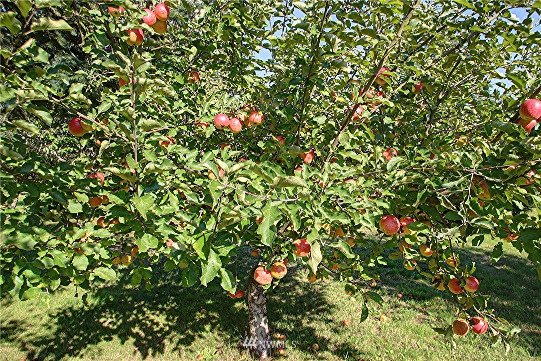32947 Hamilton Cemetery Road Sedro-Woolley, WA 98284 - Photo 19 of 25 Gallery Image 19