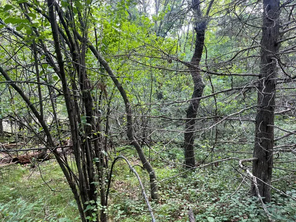 $21,000 | 23-xxx 182nd Street Northwest, Big Lake, MN 55309