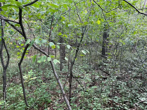 $21,000 | 23-xxx 182nd Street Northwest, Big Lake, MN 55309