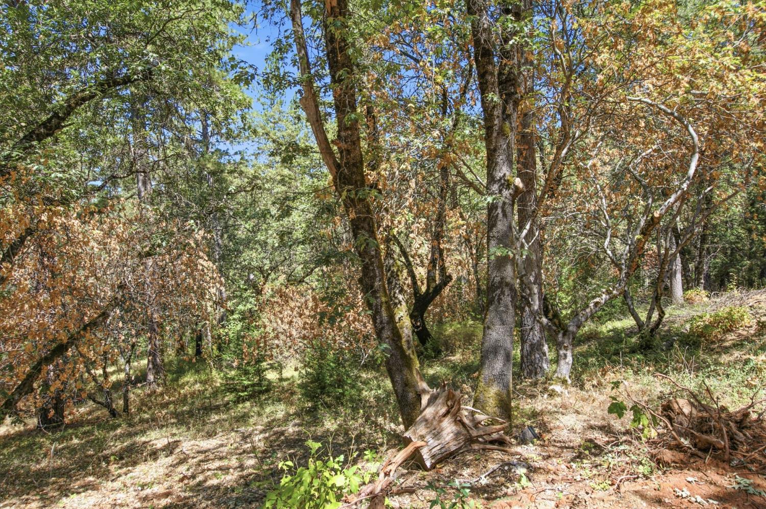0 Sly Park Road Placerville, CA 95667 - Photo 16 of 27 Gallery Image 16
