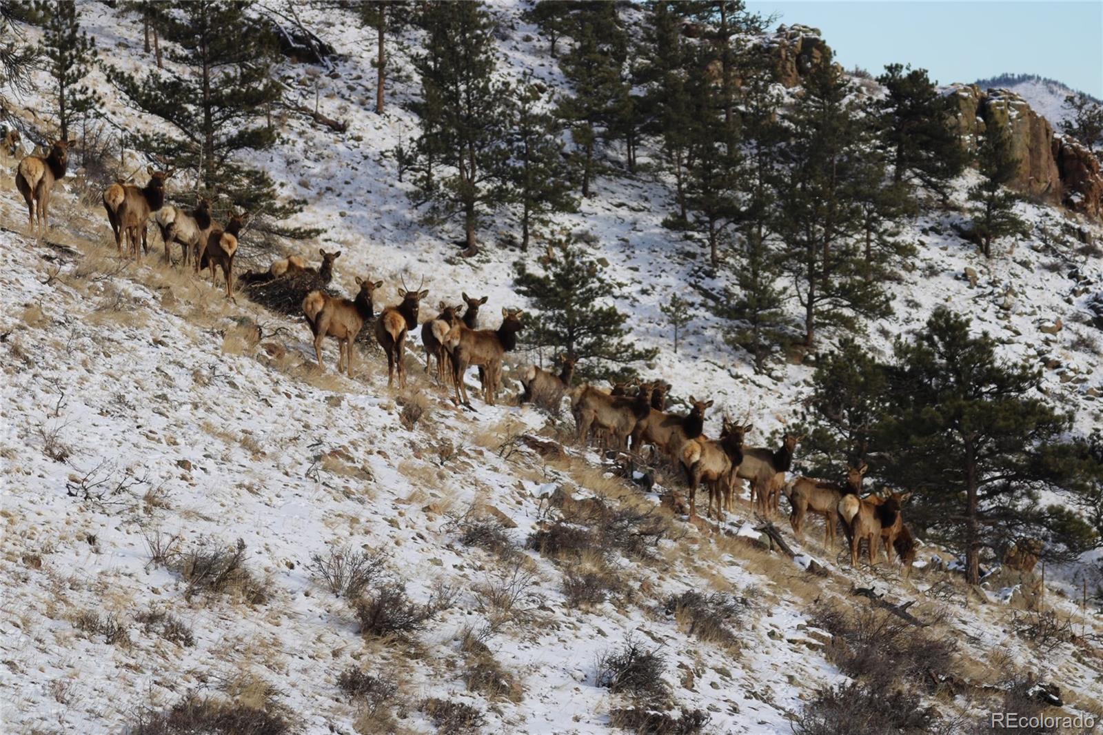 180 Deep Cut Road Livermore, CO 80536 - Photo 42 of 44