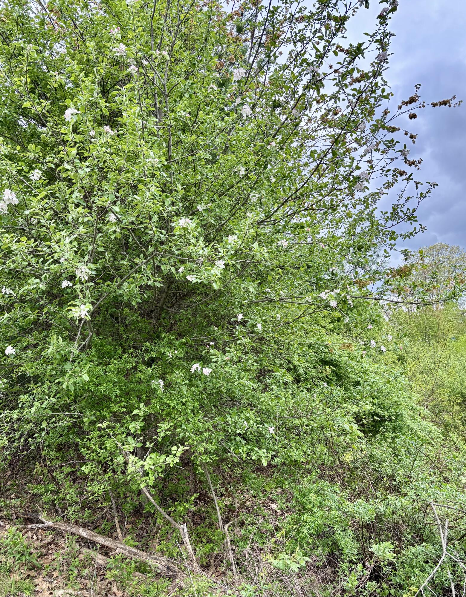 8 Digital Drive Biddeford, ME 04005 - Photo 4 of 7 Photo Tree