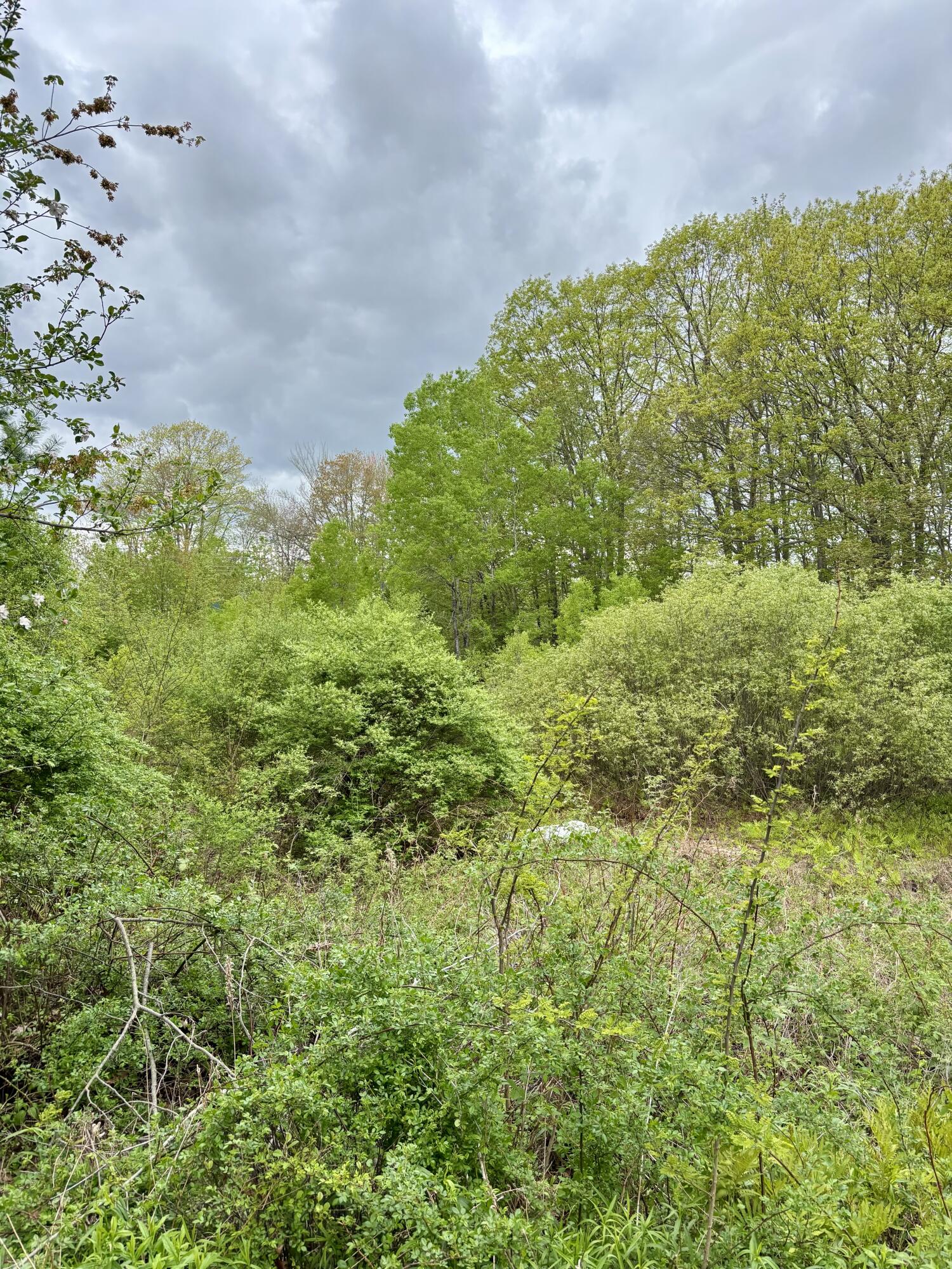 8 Digital Drive Biddeford, ME 04005 - Photo 5 of 7 Vegitation