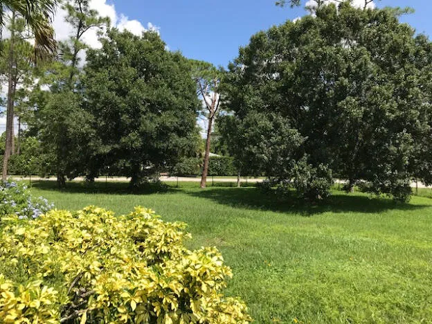 a view of a trees with a yard