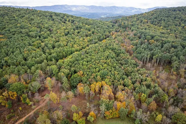 a view of a lush green forest with lush green forest