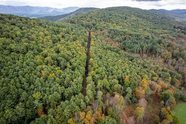 a view of a large trees with lots of bushes