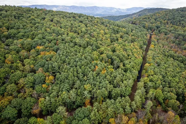 a view of a lush green forest with lush green forest
