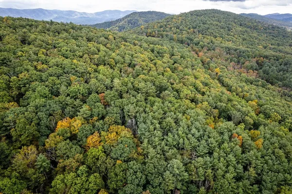 a view of a lush green forest with lush green forest