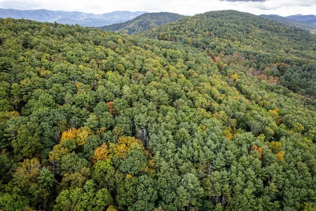 a view of a lush green forest with lush green forest