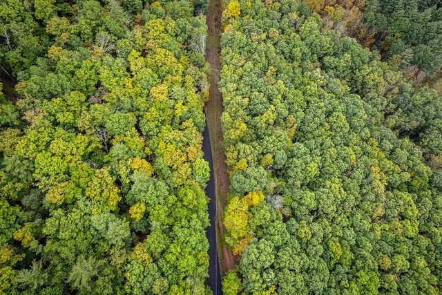 a view of a lush green forest with a yard
