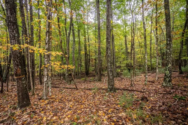 a view of outdoor space with lots of trees