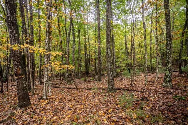 a view of outdoor space with lots of trees