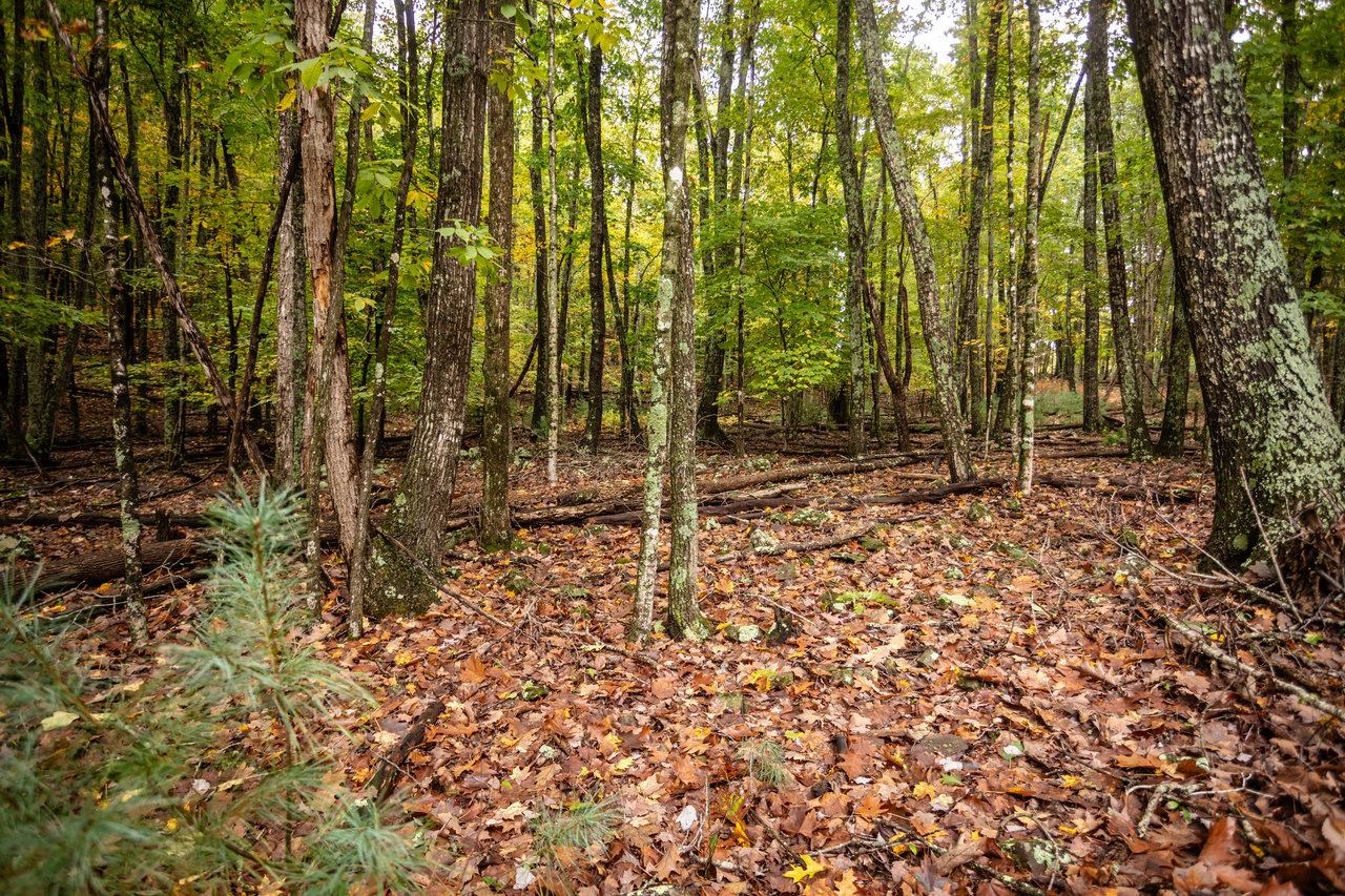 -22.72 Ac 22.72-ac Dry Run Road Sugar Grove, WV 26815 - Photo 5 of 41 a backyard of a house with lots of plants and large trees