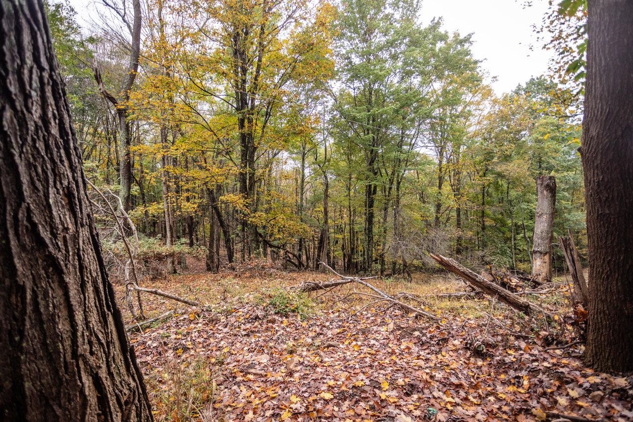 -22.72 Ac 22.72-ac Dry Run Road Sugar Grove, WV 26815 - Photo 8 of 41 a view of outdoor space with trees