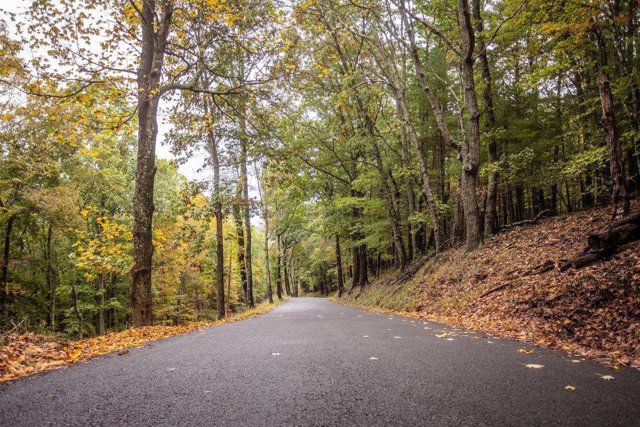 -22.72 Ac 22.72-ac Dry Run Road Sugar Grove, WV 26815 - Photo 9 of 41 a view of road and trees