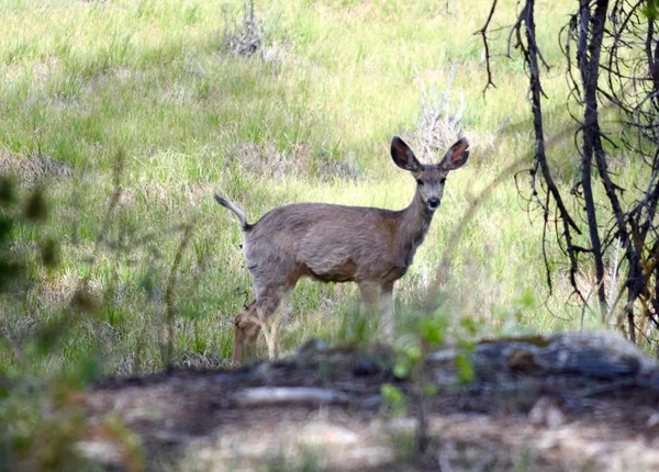$489,000 | Tbd Tbd Pcr-19, Fairplay, CO 80440