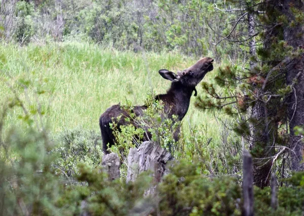 $489,000 | Tbd Tbd Pcr-19, Fairplay, CO 80440