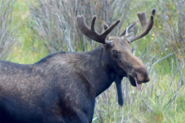 $489,000 | Tbd Tbd Pcr-19, Fairplay, CO 80440