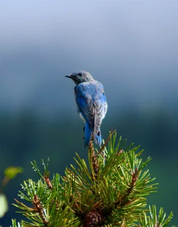 $489,000 | Tbd Tbd Pcr-19, Fairplay, CO 80440