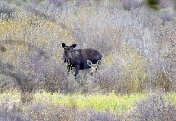 $489,000 | Tbd Tbd Pcr-19, Fairplay, CO 80440