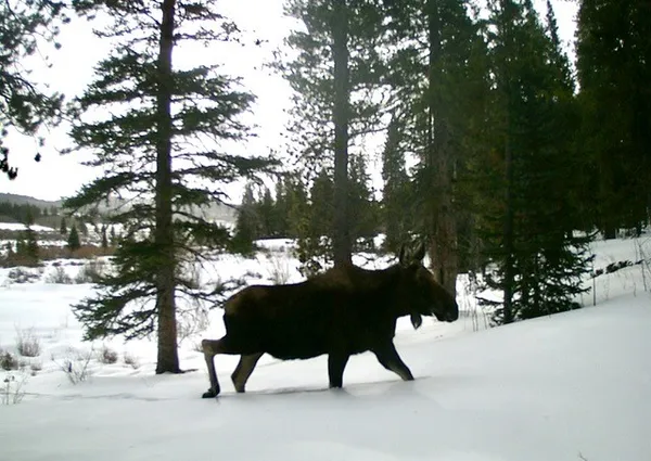 $489,000 | Tbd Tbd Pcr-19, Fairplay, CO 80440