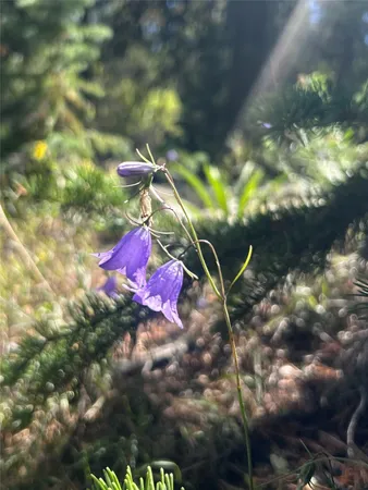 $489,000 | Tbd Tbd Pcr-19, Fairplay, CO 80440