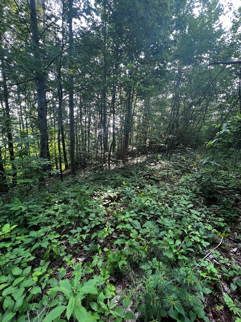 0 Raven Branch Road Del Rio, TN 37727 - Photo 17 of 29