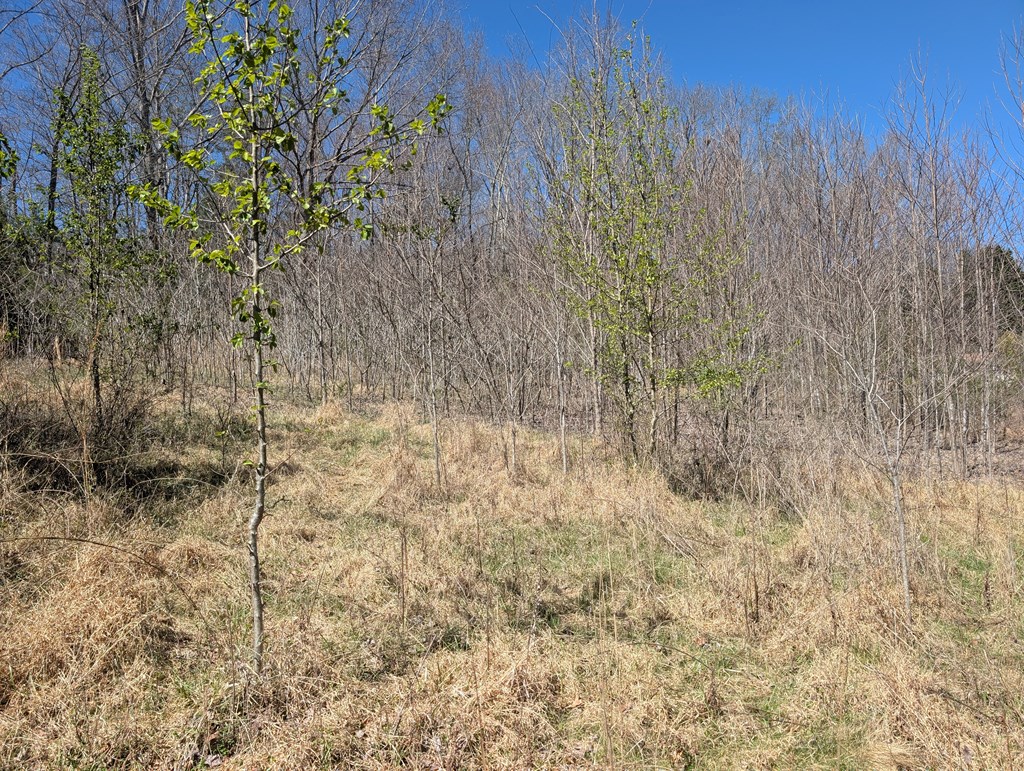 Lot 108 Smoke Rise Hayesville, NC 28904 - Photo 4 of 14