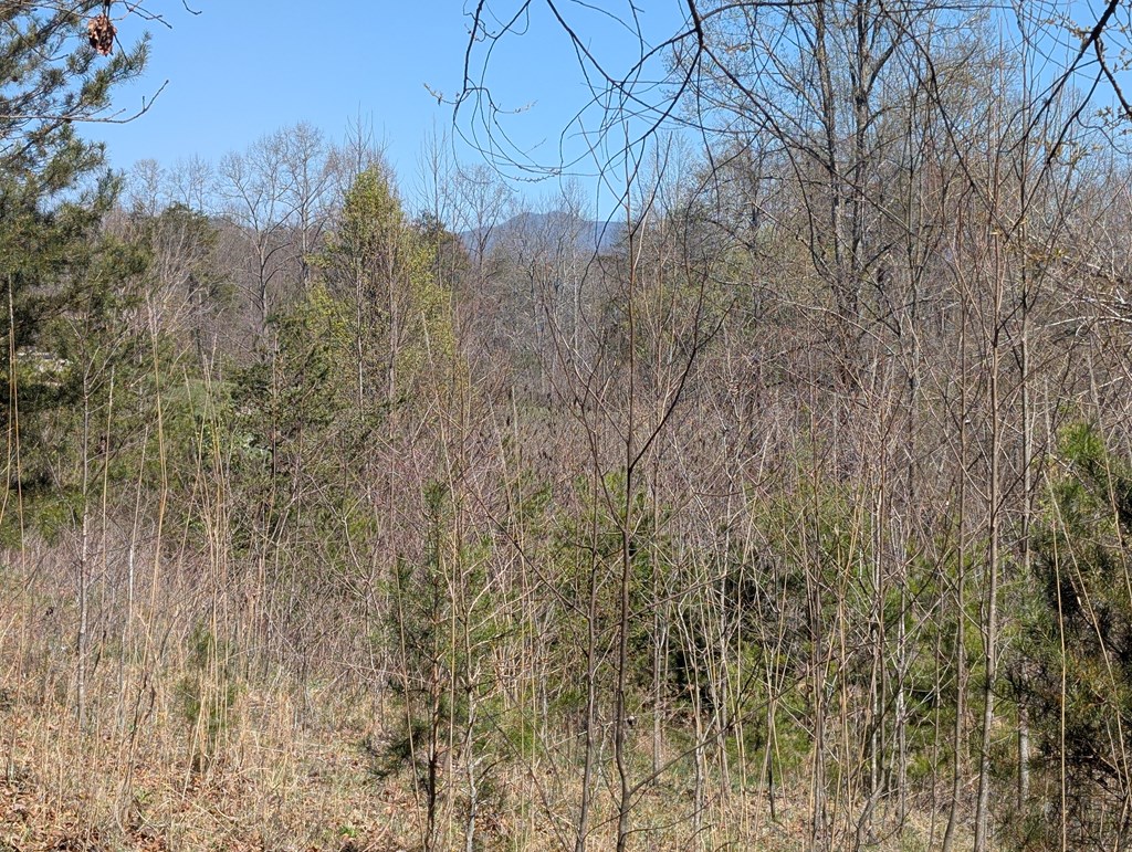 Lot 108 Smoke Rise Hayesville, NC 28904 - Photo 6 of 14