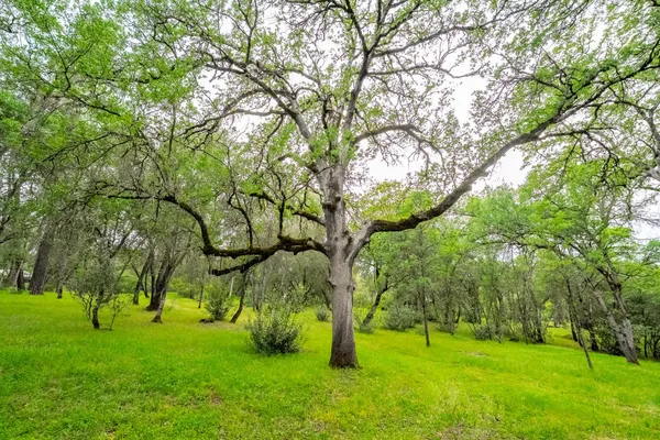 $869,000 | 3958 Arabian Way, Shingle Springs, CA 95682