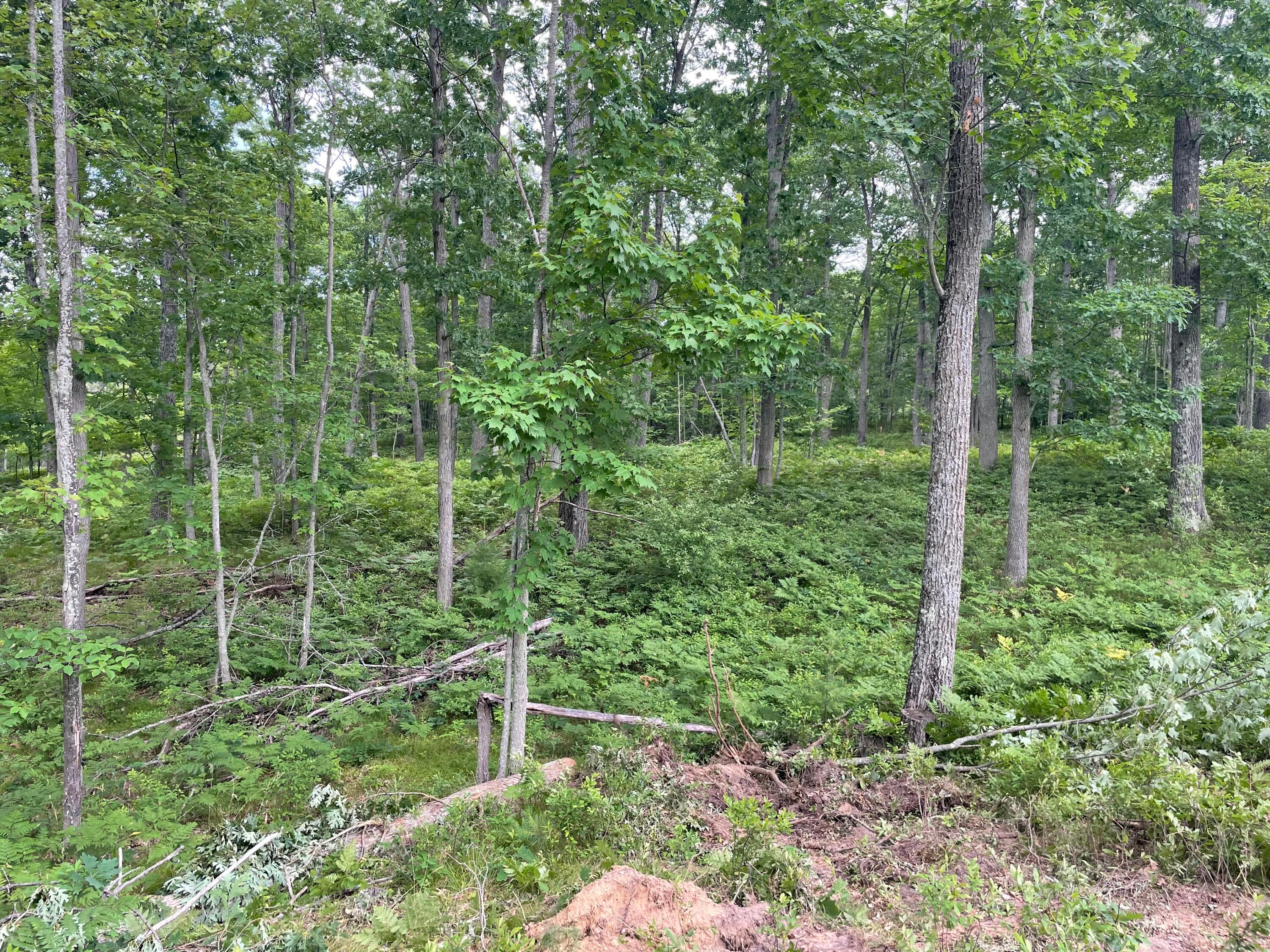 10-acres School Road Roscommon, MI 48653 - Photo 6 of 10 10 Acres