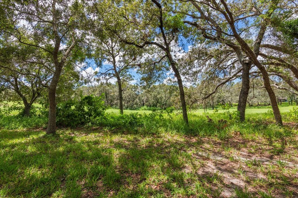 371 Quane Avenue Spring Hill, FL 34609 - Photo 44 of 45 a view of outdoor space and yard