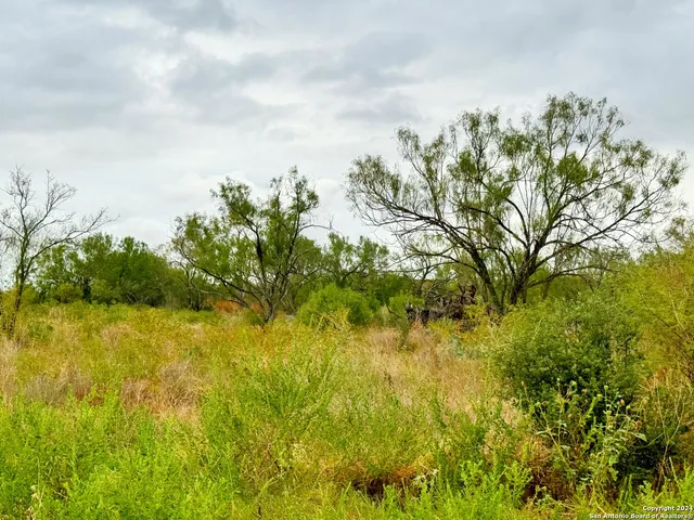a view of a big yard with plants and large trees